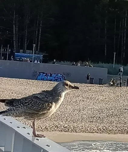 Ale Laba דירה קולובז'ג